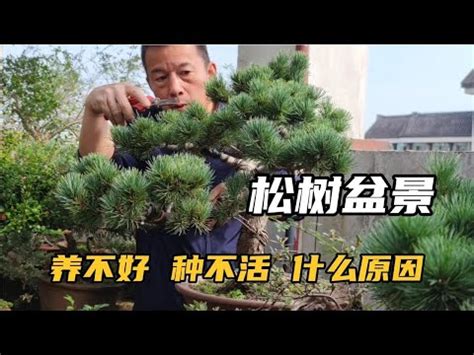 松樹開白花 魚網種類